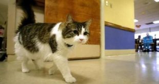 حكاية القط الذي تنبأ بموت أكثر من مئة شخص !!